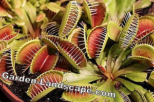 Plants: Carnivorous plants, carnivores | 2025