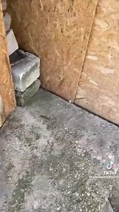 Rolldowns are no fun at all.😭 What do you do with a Rolldown? | Pigeons