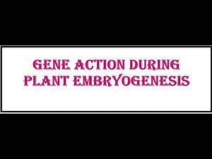 Gene Action during Plant Embryogenesis