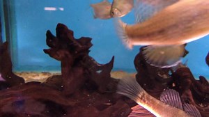 Jade Goby-Dormitator maculatus Also sometimes referred to as the Fat sleeper Goby, this fish becomes more beautiful the more mature it becomes, this is especially true with the males of the species. This coupled with a gentle disposition makes it a firm favourite for those of us that can accommodate it. Though many reports claim sizes of up to 18” I have to confess, I have never seen one larger than 10” personally, and I’ve seen an awful lot. It’s worth mentioning at this point that size compari