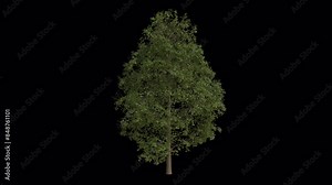 Sycamore Maple Tree blowing in the wind. Wind blows the Acer Pseudoplatanus Tree. Animated maple Tree swaying in the wind with Transparent Background. Alpha Channel. Loop Animation