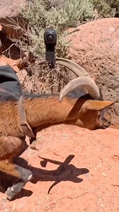 Goat-Cam Footage!Pack- Goat Hiking Antics. full trip video coming soon! | Firebox Stove