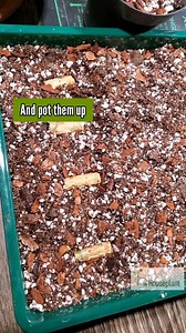 2.8K views · 18 reactions | Watch the video to find out how to propagate your Chinese evergreen  Let me know if you have any questions. | Mr. Houseplant | Facebook