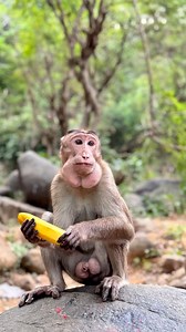 88K views · 2K reactions | Ek vendor ke saath insaaniyat ka rishta aur bandaron ke saath nature ka pyar ❤️. 500 ka kela, par khushi priceless thi! #SpreadHappiness #naturelovers #MonkeyMoments #KindnessForever #feeding #viralvideoシ #bushman | BushMan Nikh | Facebook