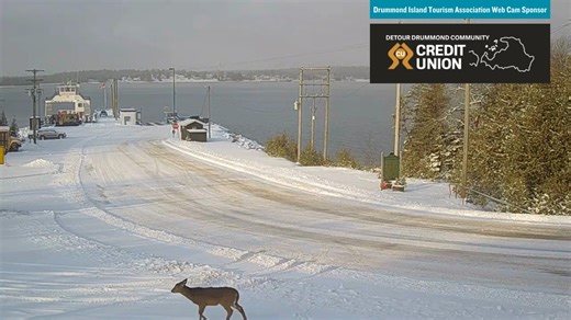 You can watch more than just ferry traffic and freighters on our LIVE web cam. It's great for wildlife watching too. Check out what we caught on camera this morning thanks to our sponsor DeTour Drummond Community Credit Union. #drummondislandmi #UPtravel #eupta #visitdrummondisland #ferry #EasternUP #drummondislandferry #DrummondIsland | Drummond Island Tourism Association
