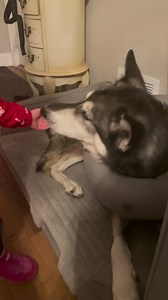 Shinobi | Husky House