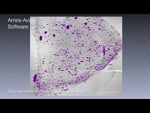 Mouse tissue segmentation with Amira Software