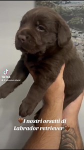 Labrador's Island on Reels | Facebook