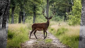 29K views · 46 reactions | Capture nature at its finest. Quickly create slideshows of your memories. Choose from various themes, and customize your story by adding or rearranging photos and videos. Find this under the Create tab in both Photoshop Elements & Premiere Elements. | Adobe Photoshop Elements & Premiere Elements | Facebook