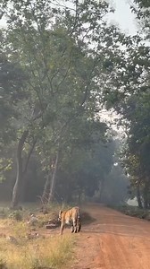 200K views · 3.2K reactions | #wildanimalsafaribollywood #naturephotography #wildlifephotography #photographers | Rameshwar Meena | Facebook