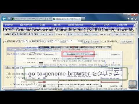 UCSC Genome Browserの使い方～wig形式のファイルをトラックとして追加する～