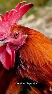 The origin of the chicken