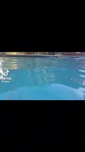 coco Austin (@coco.austin3)’s videos with original sound - coco Austin