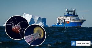 Desprendimiento de un colosal iceberg en la Antártida reveló ecosistema con arañas marinas gigantes