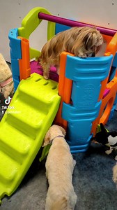 Busy bees  | Positive Dog Training | Facebook