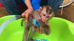 Obedient Tiny Boy Mino So Smart Sucking Finger | Monkey Kid