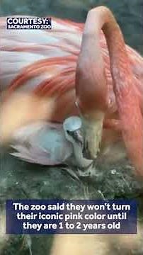 Flamingo chicks hatch at the Sacramento Zoo