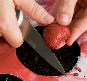 Turn Your Kitchen Leftovers Into A Beautiful Garden In No Time | Transformazing