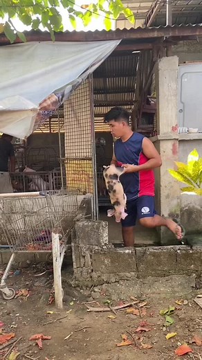 Posting this not to brag but to just give thanks with high hopes to inspire other people na gusto pasukin ang farming #rckkennelfarm #piggy #piggery #piggerybusiness #piggeryfarm #piggerybusiness🐖🇵🇭 #piggeryfarming