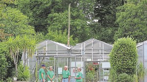 Keine Eile: Agave im Botanischen Garten Kassel schon sieben Meter groß