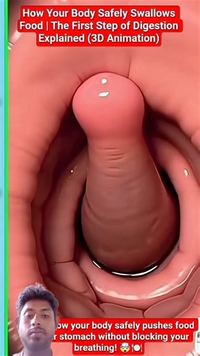 How Your Body Safely Swallows Food | The First Step of Digestion Explained (3D Animation)