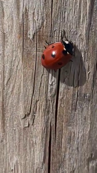 At the Bridge Ave beach, Bay Head this morning. | Barnegat Bay Island, NJ