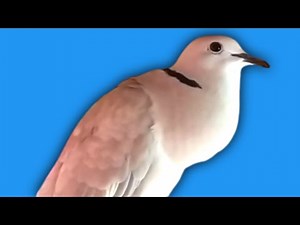 Barbary Dove