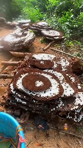 Mining the largest hive ever seen | Sri Parisaramma Agri Solution