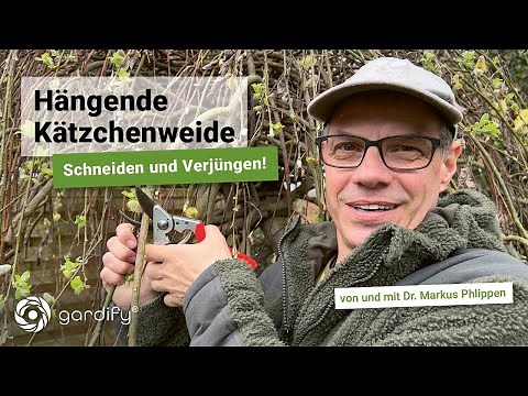 Weeping pussy willow - pruning and rejuvenation! Here's how to do it right | gardify tips
