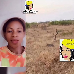 71K views · 2.8K reactions | Kasongo told tiger  this is military zone keep off 朗藍 | Vine Vicky | Facebook