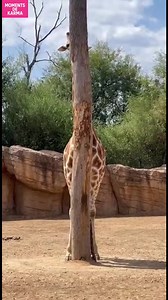 48K views · 468 reactions | Le Cache-Cache Comique de la Girafe...