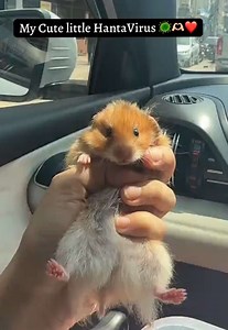 😂❤️ | hantavirus