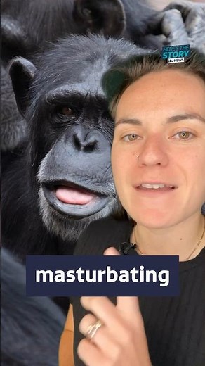 What can we learn from masturbating monkeys? #itvnews #news #science #monkeys