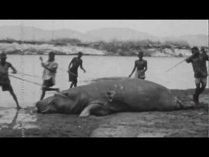 JAGEN WELTWEIT: Mit Kino und Kugel - Flusspferdjagd in Afrika