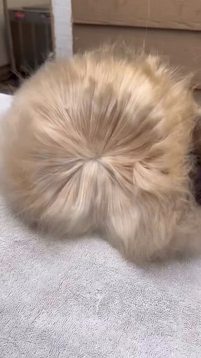 Just my favorite girl 😍 #satinangora #fiberfarm #angora #rabbit #crochet #fiber #angorarabbit #bunny #bunnies #art | Sarah Childers