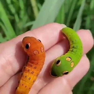 3K views · 115 reactions | Orugas de Papilio troilus, una especie de mariposa que se encuentra en América del Norte | La humanidad perfecta | Facebook