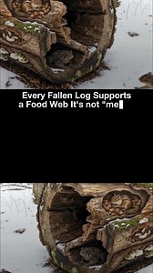 34K views · 783 reactions | A fallen log may look lifeless… but...