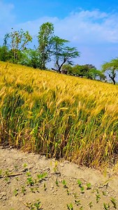 Kab aayega mere banjare 💃 support kijiye please 😭 | Riya Rajput