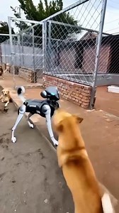 207K views · 1.8K reactions | Robot dog vs Original  | Djamil Cee | Facebook