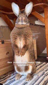 14K views · 1.2K reactions | Anyone else searching for the weekend yet?   _______________________________________  IG: Susasupa   Experience the joy of watching your bunnies unbox our monthly goodies!   Halloween fun is just a few clicks away! Order our October box on our website today. | Happy Bunny Club | Facebook