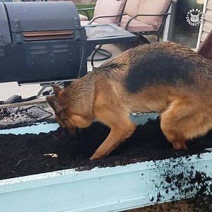 516K views · 9.3K reactions | Getting down and dirty  | The Pet Collective | Facebook