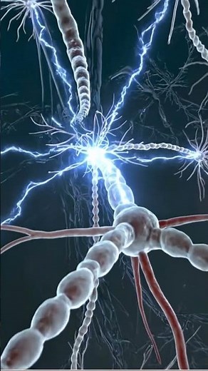 Central Nervous System (CNS) in 3D | Detailed Human Nervous System & Neuron Animation