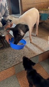 Hernus hai hamro Jusulay🐷 katro vako cha… @highlight #fypreelsシ゚viralシ #bhutiafamily #familyvlog #likecommentshare | Shanti Bhutia