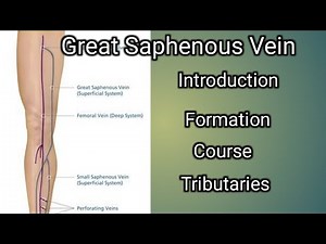 Great Saphenous vein