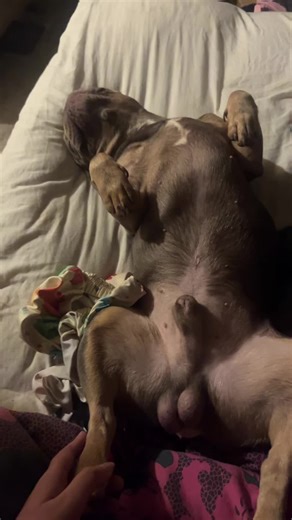 #frenchie #frenchietok #frenchbldog #dogoftiktok #fyp