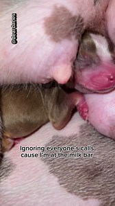 🍼🐾🐶Ah, the joy of being a nursing puppy at the 'milk bar'—snuggled up to mom and enjoying the warm comfort of her love. Life is pawsitively sweet! 🐕💕🌟😊 #newbornpuppies #puppies #instapuppy #jackrussellterrier #furryfriend #puppy #jackrussellpuppy #jackchi #chihuahuasofinstagram #doggygram #paws #dog #jackchisofinstagram #beautifuldog #goodmorning #ultimatecuteness #yoga #perritofeliz #puppygram #mydogiscutest #petsofig #labradoodlelove #australianlabradoodlepuppy #igdog #oneweekold #healt