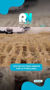 2.3K views · 33 reactions | Cultivos de trigo merman por la Pyricularia #CanalRural #Bolivia #NoticiasRurales #SantaCruz | Canal Rural Bolivia | Facebook