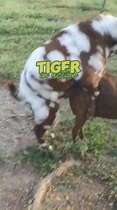 34K views · 254 reactions | Tiger Boer Buck Stud Sire Male Goat #breeding #goatfarming #GOAT | Gonzales Farm | Facebook