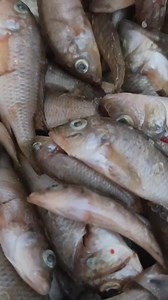 KARIBA MINI BREAMS K230 per pack (2 kgs already cleaned) Straight...