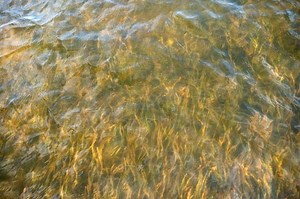 Seagrass beds are starting to revive along the Indian River Lagoon; but for how long?